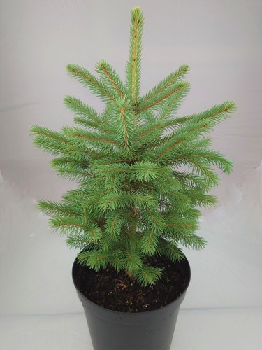 Real living blue spruce - living,