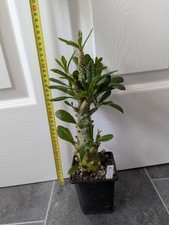 Dorstenia gigas Large/