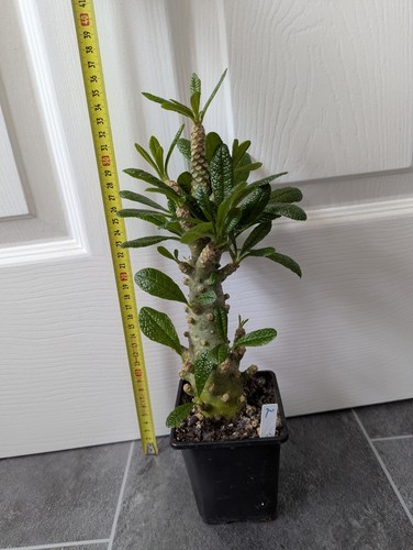 Dorstenia gigas large - dorstenia,