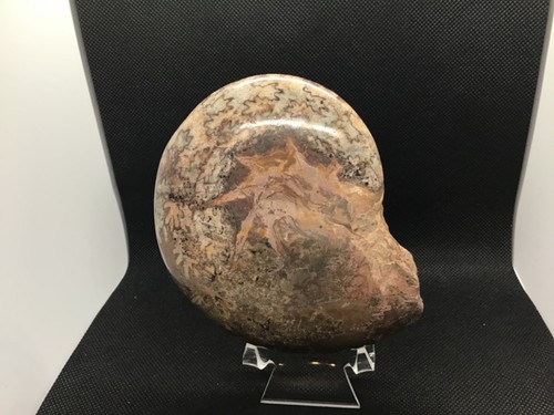 Polished marble nautilus