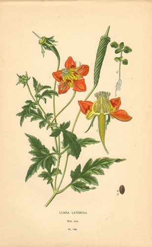 1890s print favourite - print,