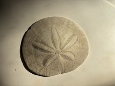 Sand Dollars From Cannon