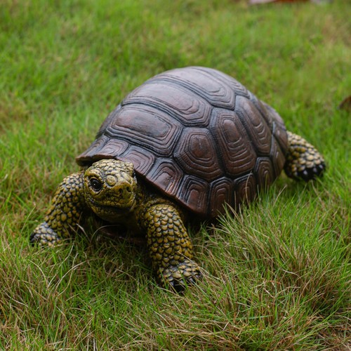 Shaodie garden turtle - garden,