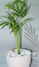 Parlour palm chamaedorea - |,