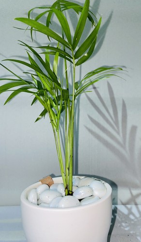 Parlour palm chamaedorea - palm,