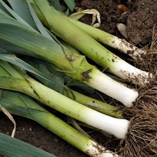 Leek Musselburgh Vegetable