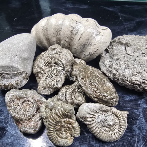 Pyrite ammonite fossil - pyrite,