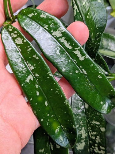 Hoya griffithii splash - hoya,