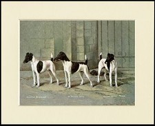 SMOOTH FOX TERRIER NAMED DOGS