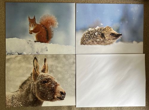 Christmas cards squirrel - 3,