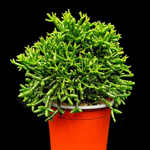 Rhipsalis hatiora jungle - rhipsalis,