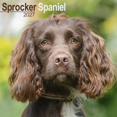 Sprocker spaniel calendar - spaniel,