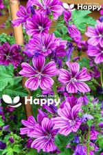 TALL MALLOW - 70 seeds - Malva