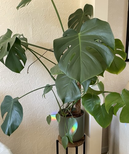 Monstera deliciosa swiss - deliciosa,