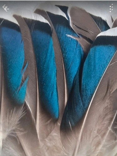 Mallard duck wing - 20,