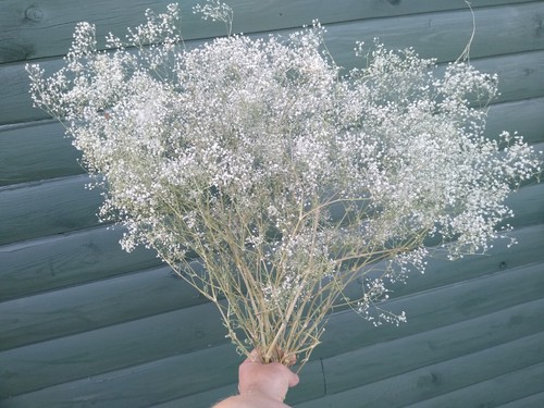 Large 100g bunch dried british - large,