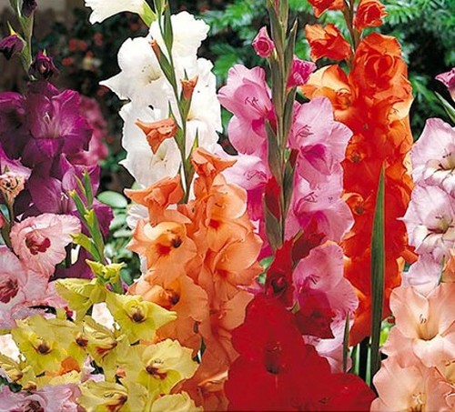 Gladioli mixed colours - gladioli.,