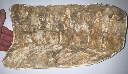Super rare mosasaur - rare,