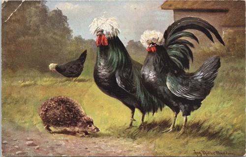 White crested black polish - crested,