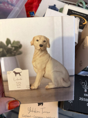 Labrador retriever dog - labrador,