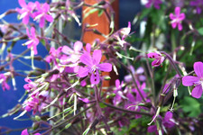 Geranium maderense giant herb - ,