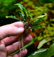 Bucephalandra species - Live