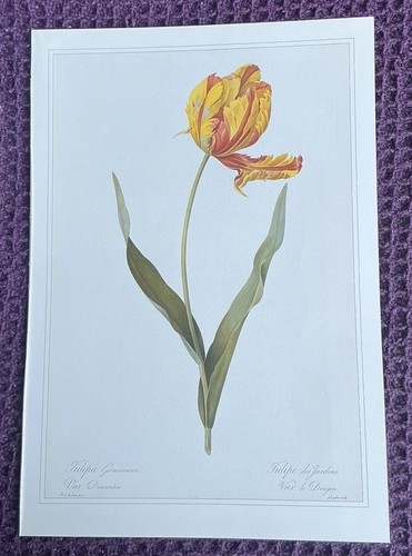 Print parrot tulip by - parrot,