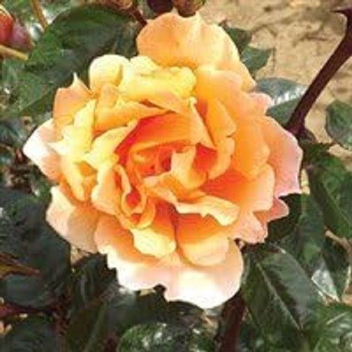 Golden showers climbing rose - climbing,