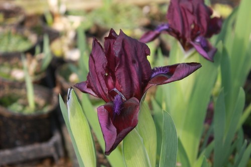 Dwarf bearded iris cherry - dwarf,