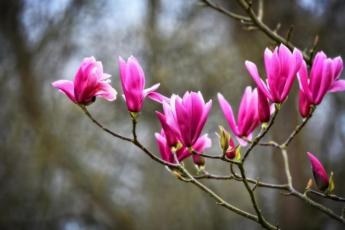 Magnolia susan pink tree plant - pink,