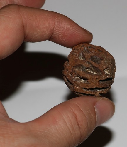 Metasequoia pine cone - pine,