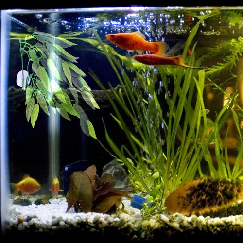Sea grass for aquarium - grass,