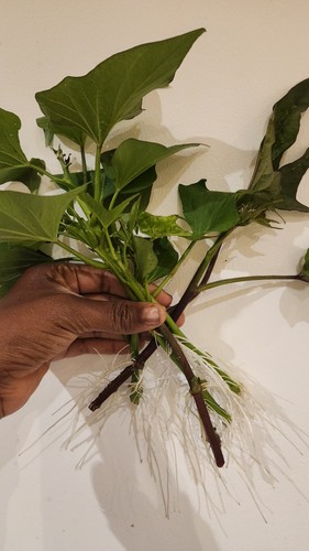Sweet potato vine potted - sweet,