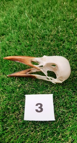 British rook skull - rook,
