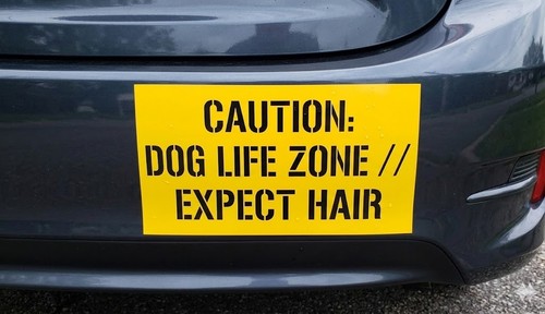Caution dog life - dog, zone