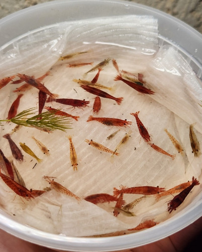 Mix color neocaridina live - mix, neocaridina-live