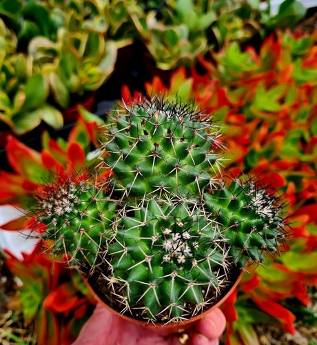 Mammillaria polythele - mammillaria,
