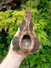 Fossil Antiquus Bison Vertebrae  Ice Age  mammal North Sea Pleistocene 