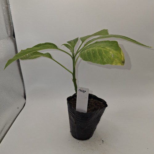 Brugmansia single white - brugmansia,