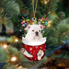 White English Bulldog-In