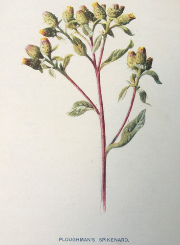Ploughman spikenard c1902 - ploughman’s,