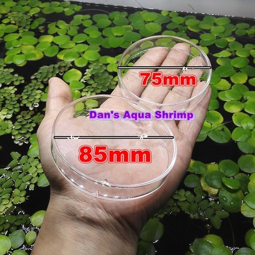 Glass shrimp feeding dish - feeding,