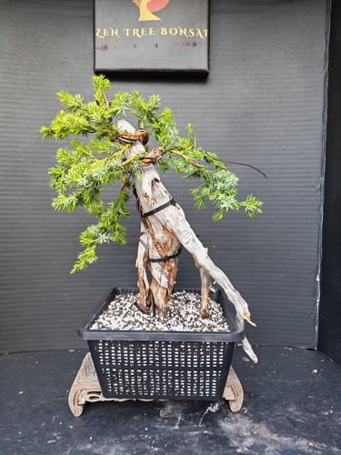 Tanuki needle juniper bonsai - tanuki,