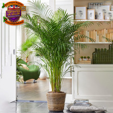 Areca palm large indoor - areca, house