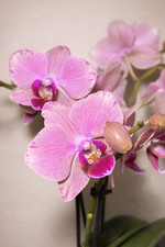 Pirate Picotee, Phalaenopsis