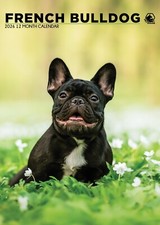 French Bulldog Calendar 2026