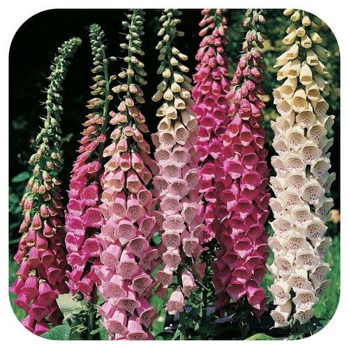 Foxglove digitalis foxy - foxglove, 'foxy