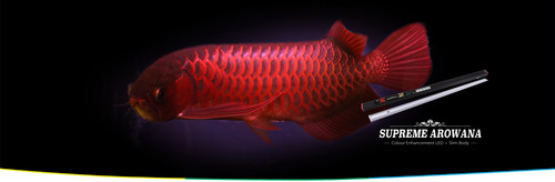 Ocean free supreme - supreme, arowana