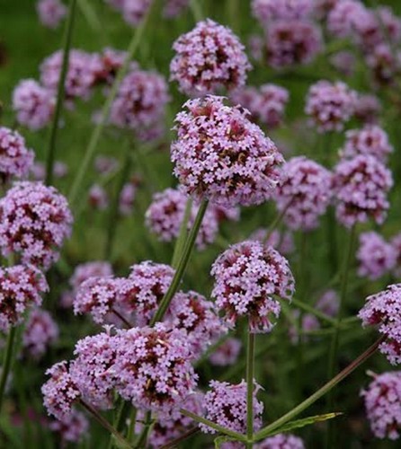 Dwarf verbena meteor - ,