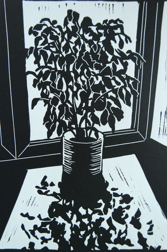 Linocut ficus benjamina - "ficus, benjamina"
